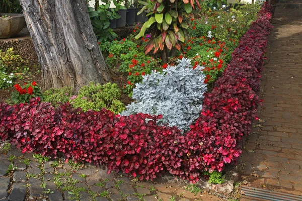 Plant Nursery Funchal Madeira Island Portugal — Stock Photo, Image