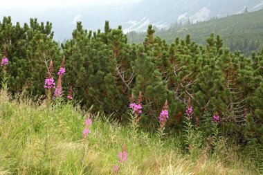 Zakopane yakınlarındaki Tatra Dağları. Polonya