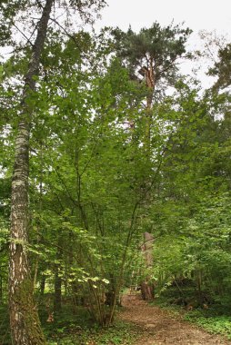 Nikola-Lenivets köyündeki Ağaç Evi 'nde sanat eseri. Kaluga Oblastı. Rusya