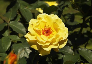 Krakow 'da çiçek tarlasında. Polonya