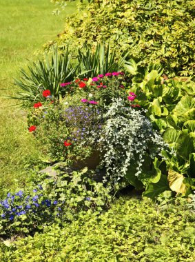 Krakow 'da çiçek tarlasında. Polonya