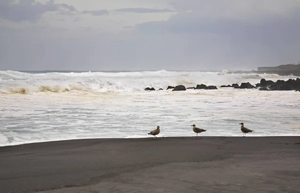 Puerto Cruz Tenerife Islas Canarias España — Foto de Stock