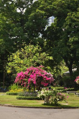 Lumphini Parkı. Bang Rak bölgesi, Bangkok. Tayland Krallığı