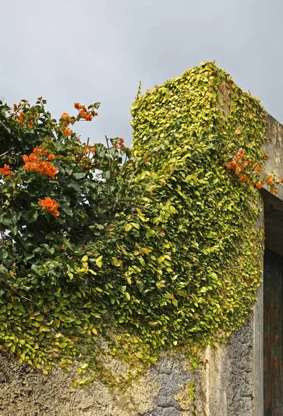 Fragment Building Lvramento Funchal Madeira Island Portugal — Stock Photo, Image