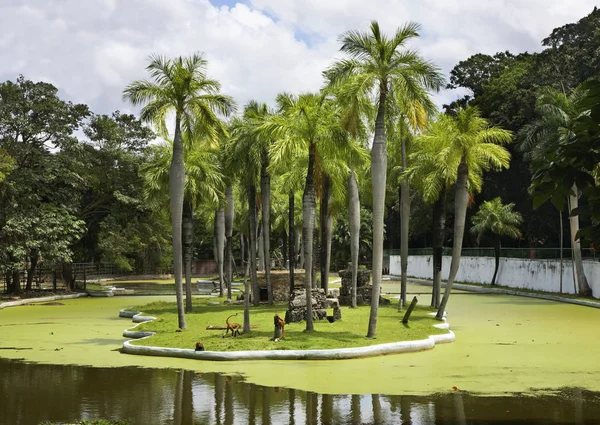 Zoological Garden Havana Cuba — Stock Photo, Image