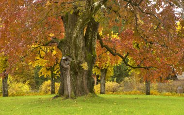 Mikhaylovskoye - Alexander Puşkin 'in müze rezervi. Ana evin önünde dev bir karaağaç var. Pskov Oblastı. Rusya
