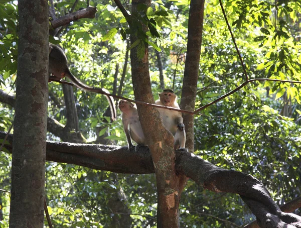 Małpa Goa Indie — Zdjęcie stockowe