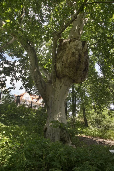 Zoobotanical Garden Torun Poland — Stock Photo, Image