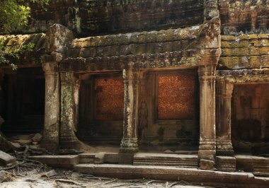 Angkor 'daki Ta Prohm tapınağı. Siem Reap bölgesi. Kamboçya