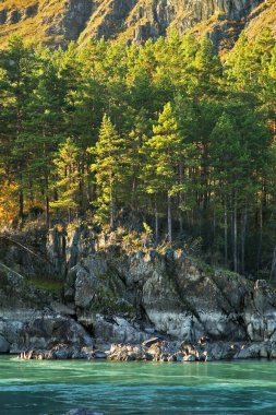 Chemal köyü yakınlarındaki Katun nehri. Altai Cumhuriyeti. Rusya