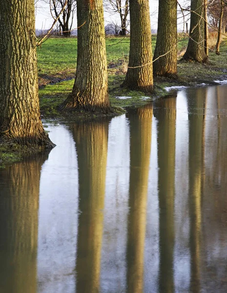 Stromy Poblíž Braniewa Jaro Polsko — Stock fotografie