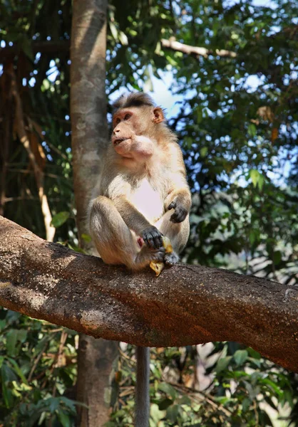 Scimmia Goa India — Foto Stock