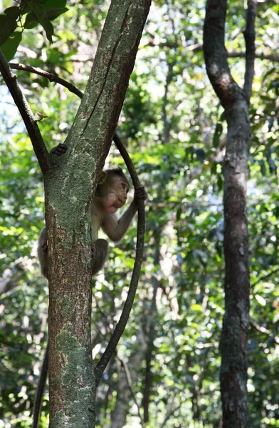 Małpa Goa Indie — Zdjęcie stockowe