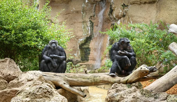 Scimmia Loro Park Puerto Cruz Tenerife Spagna — Foto Stock