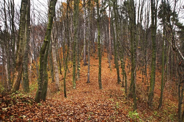 Krajobraz Pobliżu Wsi Zlockie Dzielnica Muszyna Polska — Zdjęcie stockowe