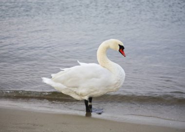 Sopot 'ta plaj. Polonya