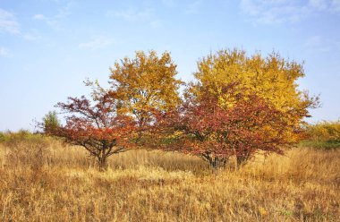 Komarom 'a park et. Macaristan