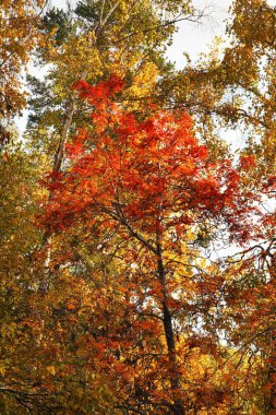 Listvyanka yakınlarındaki manzara. Irkutsk oblast. Rusça