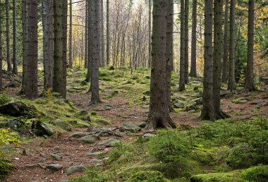 Karkonosze dağları Karpacz yakınlarında. Polonya