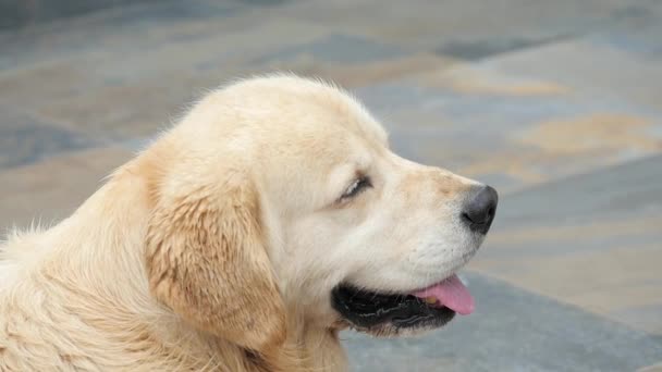 Kafa bir çağrıda dönüm köpek oturuyor. Bir golden retriever portresi kapatın — Stok video