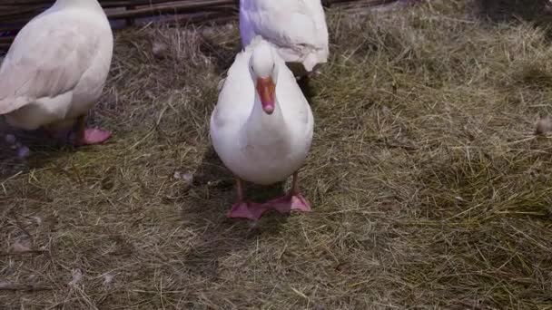 En vit inhemska gås stående och sittande — Stockvideo