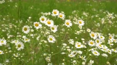 Papatya çiçekler rüzgarda sway. Ağır çekim vurdu