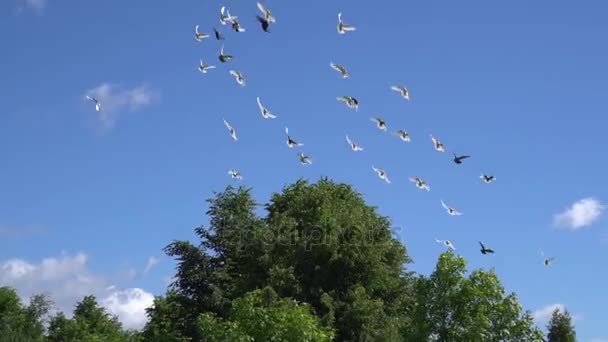 Стая голубей пролетает над деревьями в ясном небе. Медленный выстрел — стоковое видео