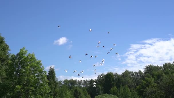 El rebaño de palomas vuela sobre árboles verdes en el cielo despejado. Disparo en cámara lenta — Vídeo de stock