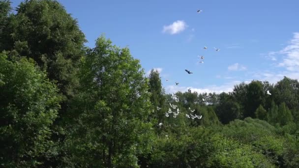 Зграя голубів летить у блакитному небі над деревами літнього парку. Повільний постріл — стокове відео