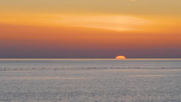 Manada de gaviotas volando sobre el mar. Cielo anaranjado y sol desapareciendo lentamente bajo el horizonte — Vídeos de Stock