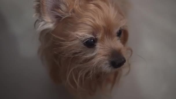 Feche-se de pequeno terrier bonito olhando em volta. Tiro portátil — Vídeo de Stock