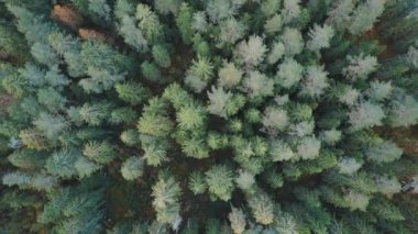 Ağaç seviyesinde, atışa uzak uçan. Drone üzerinde sonbahar orman yüksek gider
