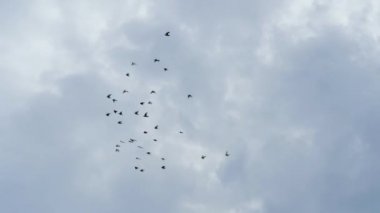 Bulutlu gökyüzü uçan güvercinler sürüsü. Ağır çekim vurdu