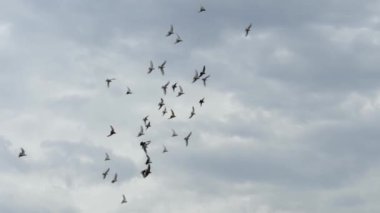 Bulutlu gökyüzü çevrelerde pegions uçuşu. Ağır çekim vurdu
