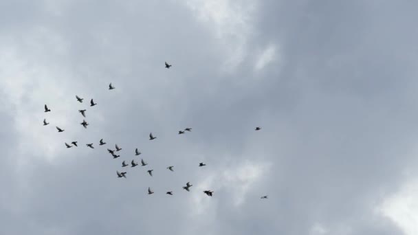 Vlucht van vogels in de grijze overcasted lucht. Slow-motion shot — Stockvideo