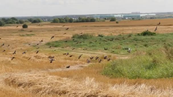 Flock of birds lands on a cutted goldish farming field — Stock Video