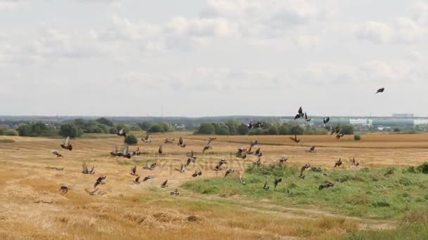 Manada de pegiones toma el ala de un campo de cultivo dorado cortado — Vídeo de stock
