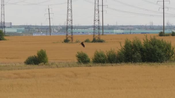 Pássaro predador voa sobre um campo de fazenda e hounts contra linha de alta tensão — Vídeo de Stock