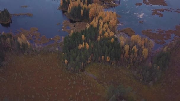 Flying over fall forest. Firs and yellow birches around a blue lake. Aerial shot — Stock Video