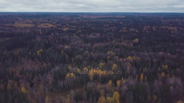 Volando sobre un bosque sin fin con un montón de abetos y abedules de oro caída — Vídeos de Stock