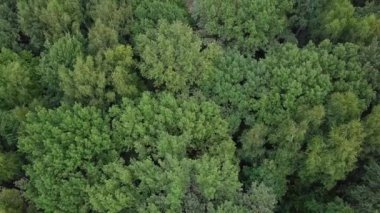 Ağaç tepelerinin üzerinden uçan. Hava uçak atış yeşil yaz Park
