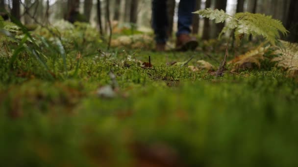 Πεζοπόρος σε μπότες βόλτες στο δάσος μετά από βροχή και βήματα στην υγρή πράσινα βρύα. Κοντινό πλάνο — Αρχείο Βίντεο