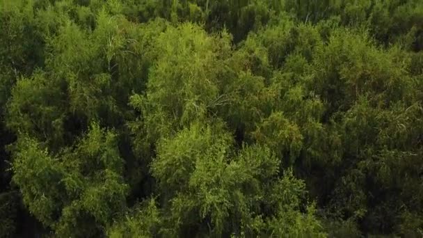 Vliegen over groene boom tops in berken grove. Luchtfoto drone shot van een zomer-park — Stockvideo