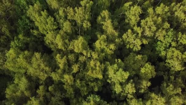 Sunlight in bright green tree crowns. Aerial shot of birch grove — Stock Video