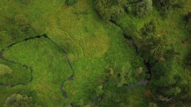 Luchtfoto van een beetje stroom liquidatie onder de groene bomen in de zomer park — Stockvideo