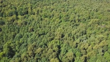 Güneşli ağaç kron. Yeşil park güneşli yaz günü adlı havadan çekim