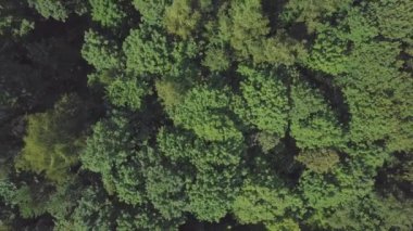 Uçan Yapraklı ağaç tepelerinin uzak. Drone üzerinde yeşil yaz park yüksek gider