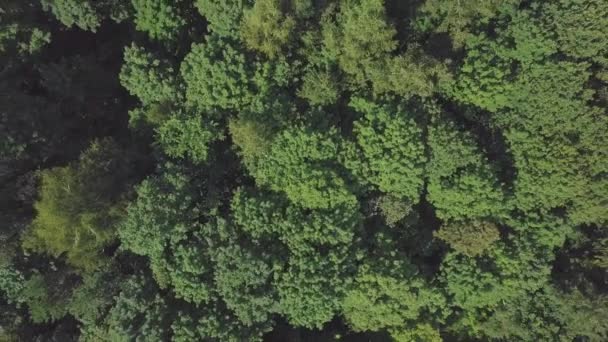 飞离绿叶树梢。无人驾驶飞机在绿色夏日公园上空走高 — 图库视频影像