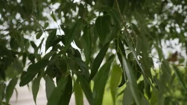 Groene wilgenbladeren zachtjes aangeraakt door vrouwelijke hand. Vrouw loopt onder laag gebladerte. close-up schot — Stockvideo