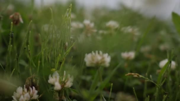 Fehér lóhere virágok egy zöld réten. Bogár ül egy fűszálon. Közelkép. — Stock videók